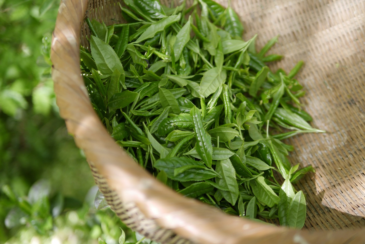 Sustainability and Ethical Sourcing of Tea (image credits: pixabay)