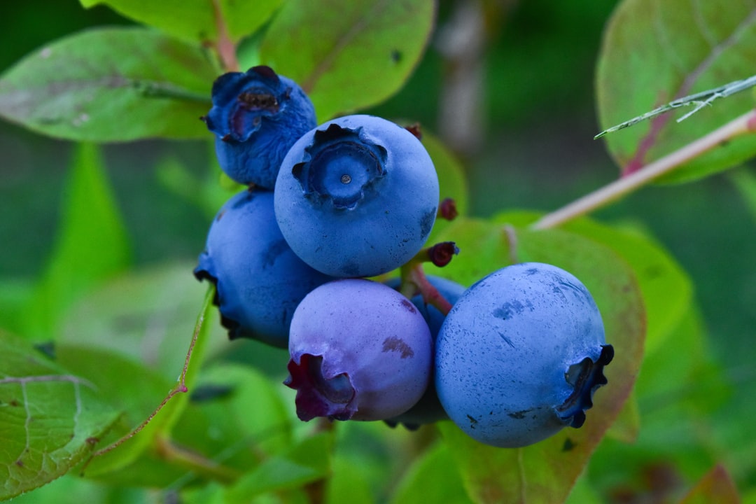 Goji Berries: Skip the Hype, Try Blueberries (image credits: unsplash)