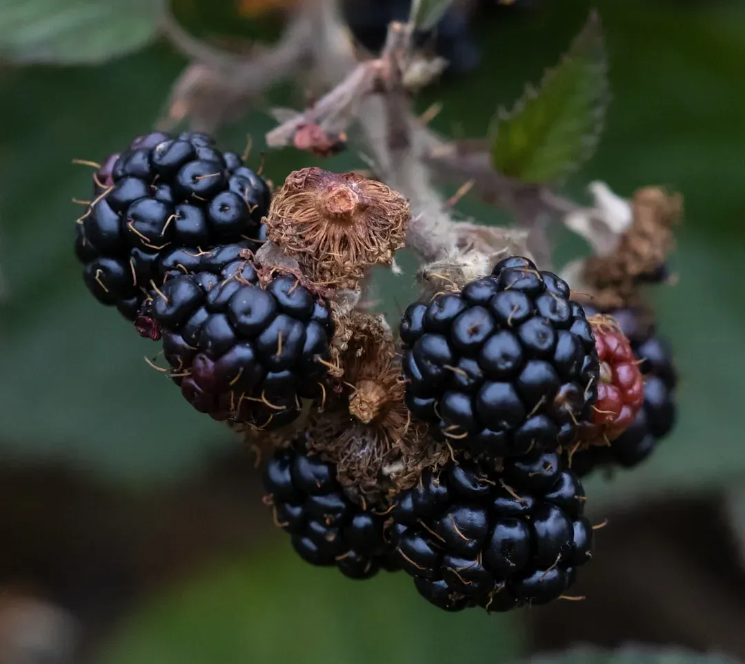 Blackberries Make Their Dirty Dozen Debut at Number Ten (Image Credits: Unsplash)