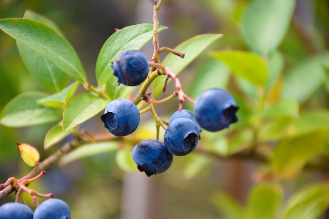 Blueberries: Tiny Berries, Mighty Benefits (image credits: unsplash)
