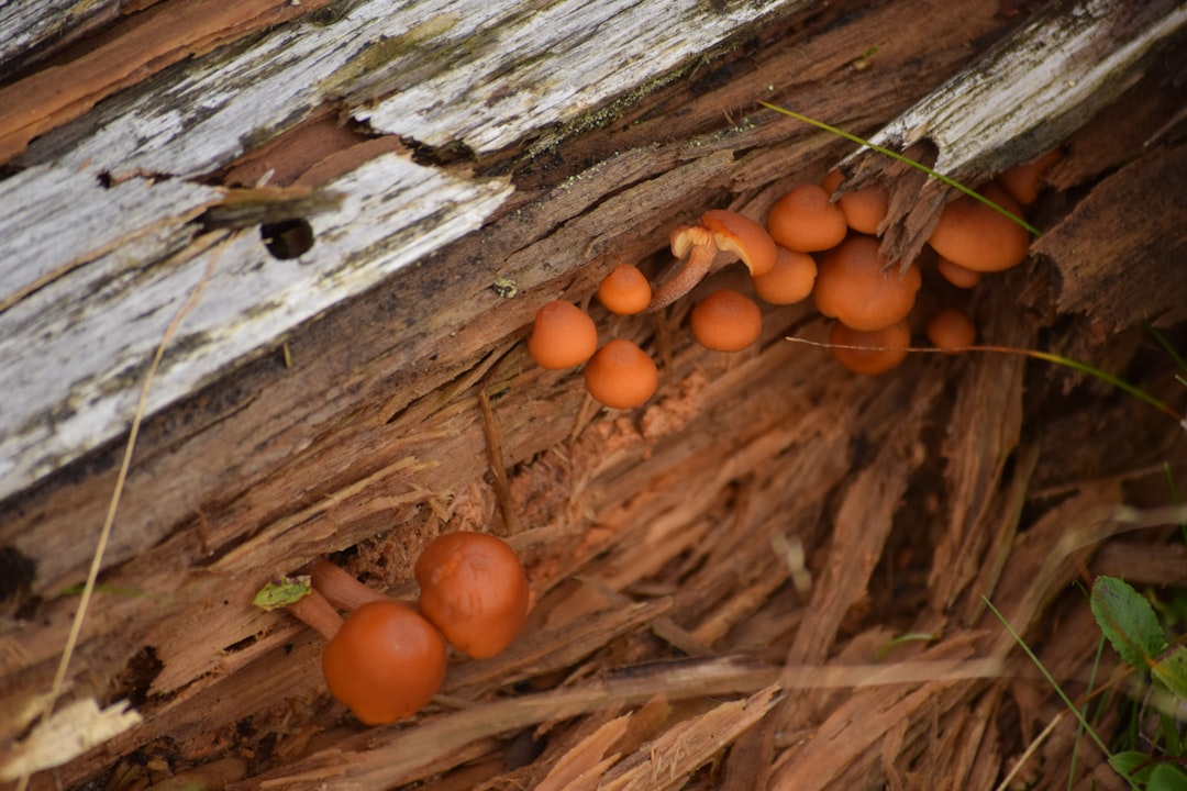 The Social Media Revolution Behind Foraging (image credits: unsplash)