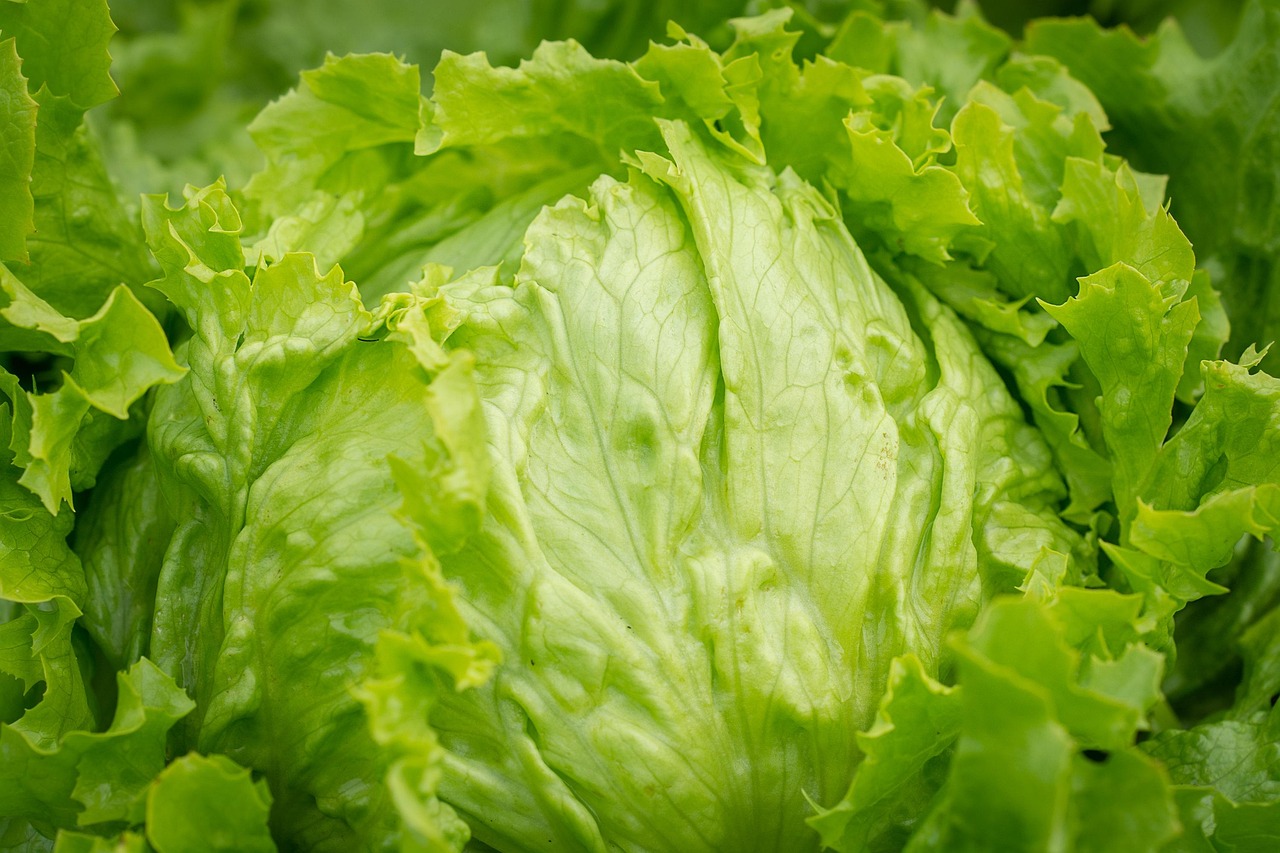 1. The Underrated Starter: Iceberg Lettuce (image credits: pixabay)