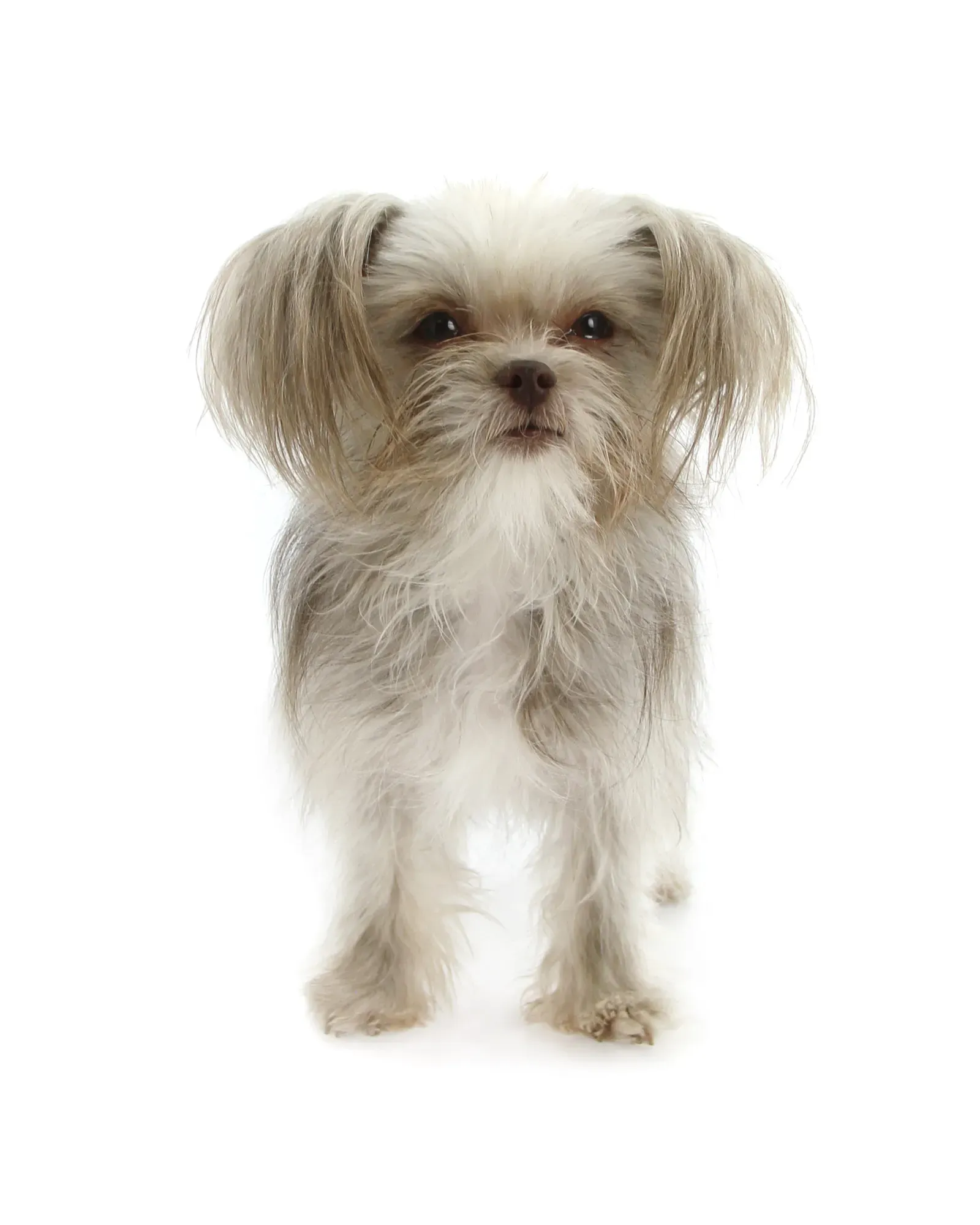 Italian White Alba Truffles: The Underground Fortune Hunters Chase (Image Credits: Wikimedia)