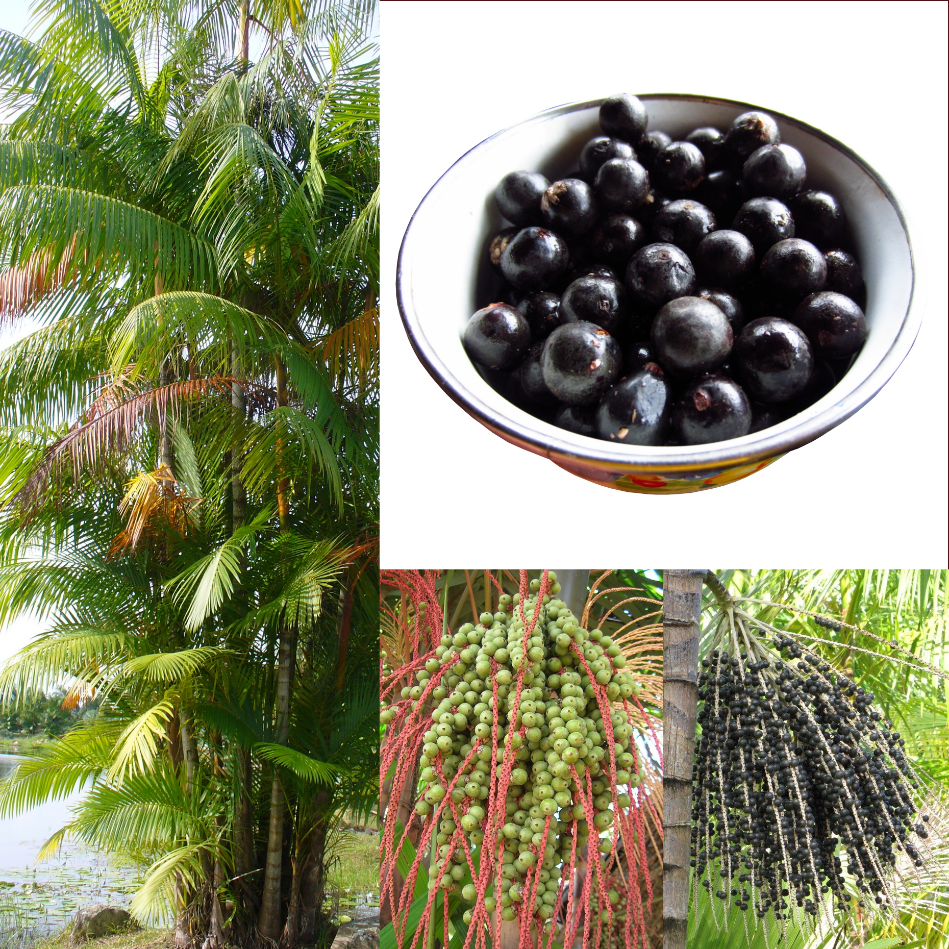 Acai Berries: The Amazonian Antioxidant (image credits: wikimedia)