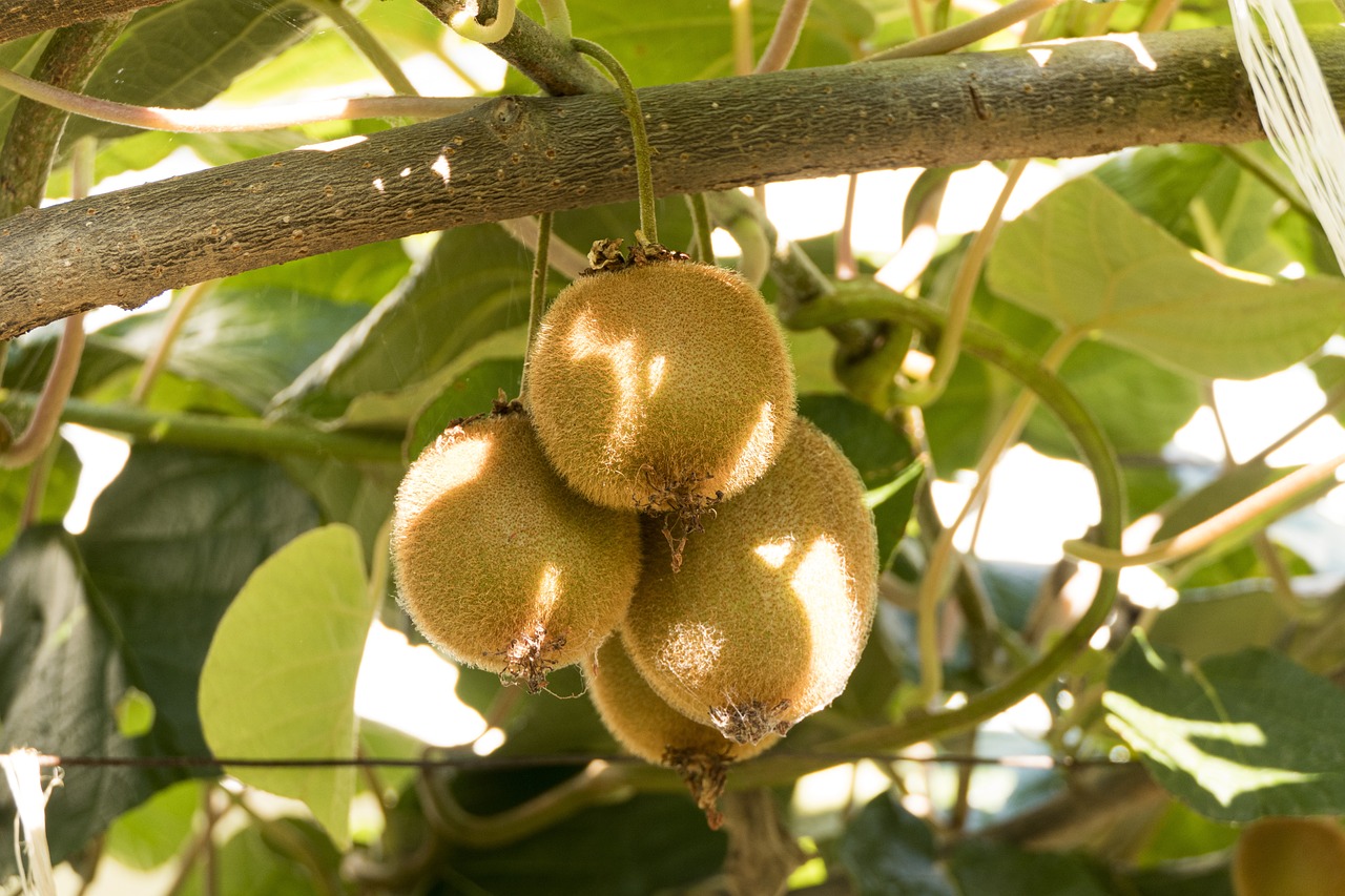 Case Studies: Real-World Impact of Kale and Kiwi Diets (image credits: pixabay)
