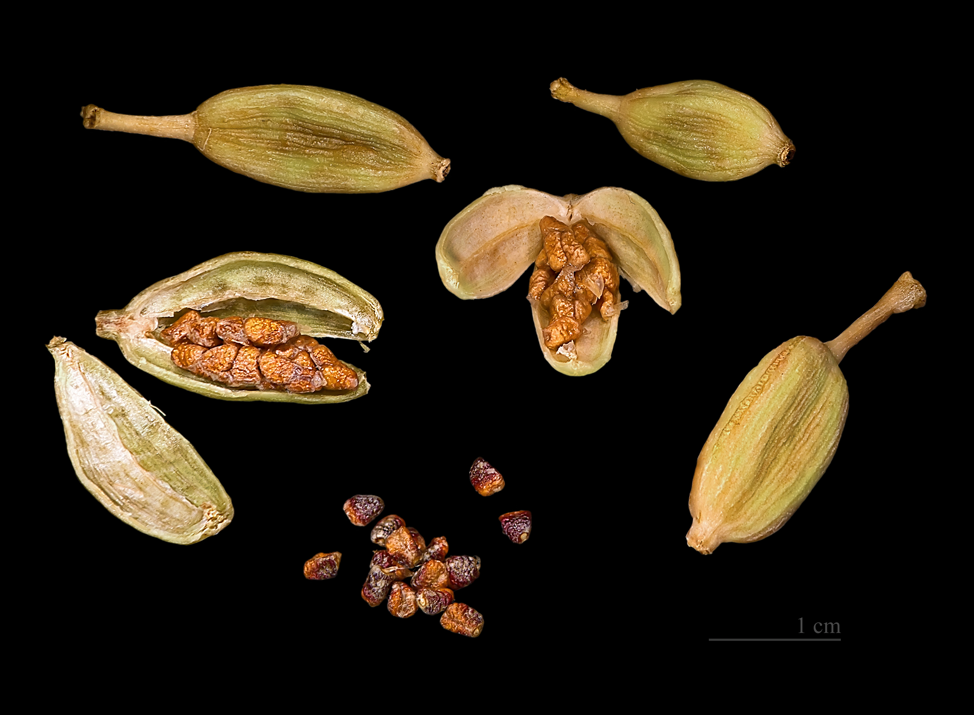 Conclusion: Embracing Cardamom in Everyday Cooking (image credits: wikimedia)