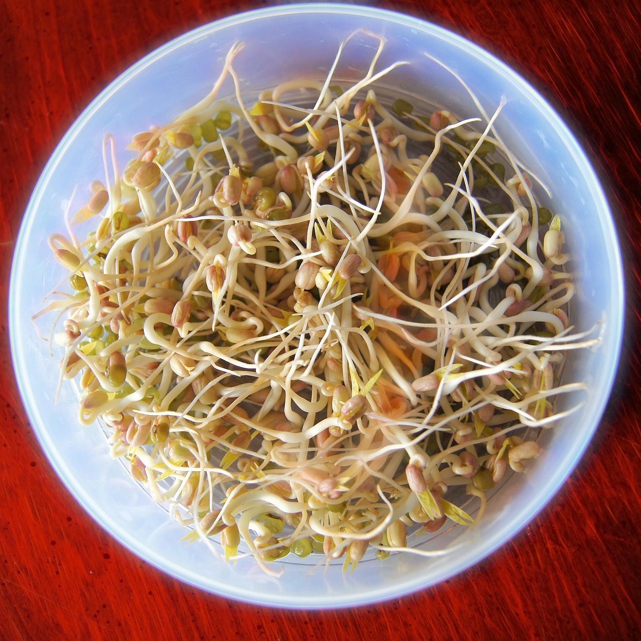 Raw Sprouts: The Salmonella Risk (Image Credits: Pixabay)
