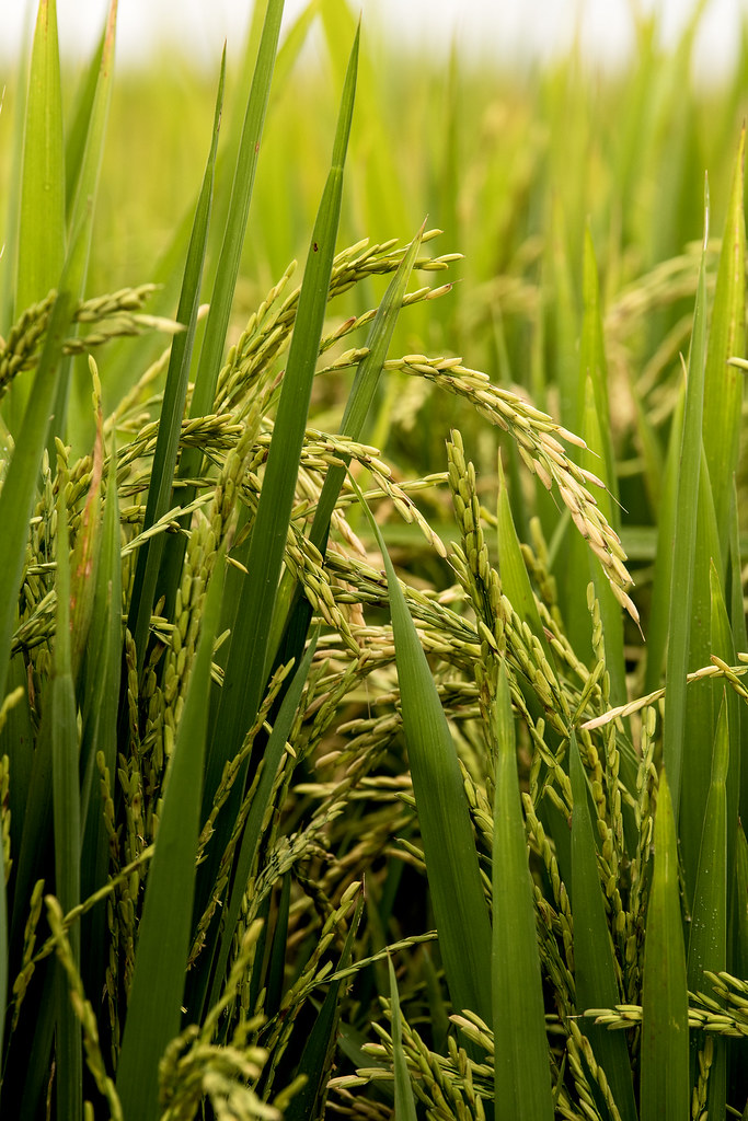 Global Rice Varieties - Understanding Cultural Preferences (image credits: flickr)