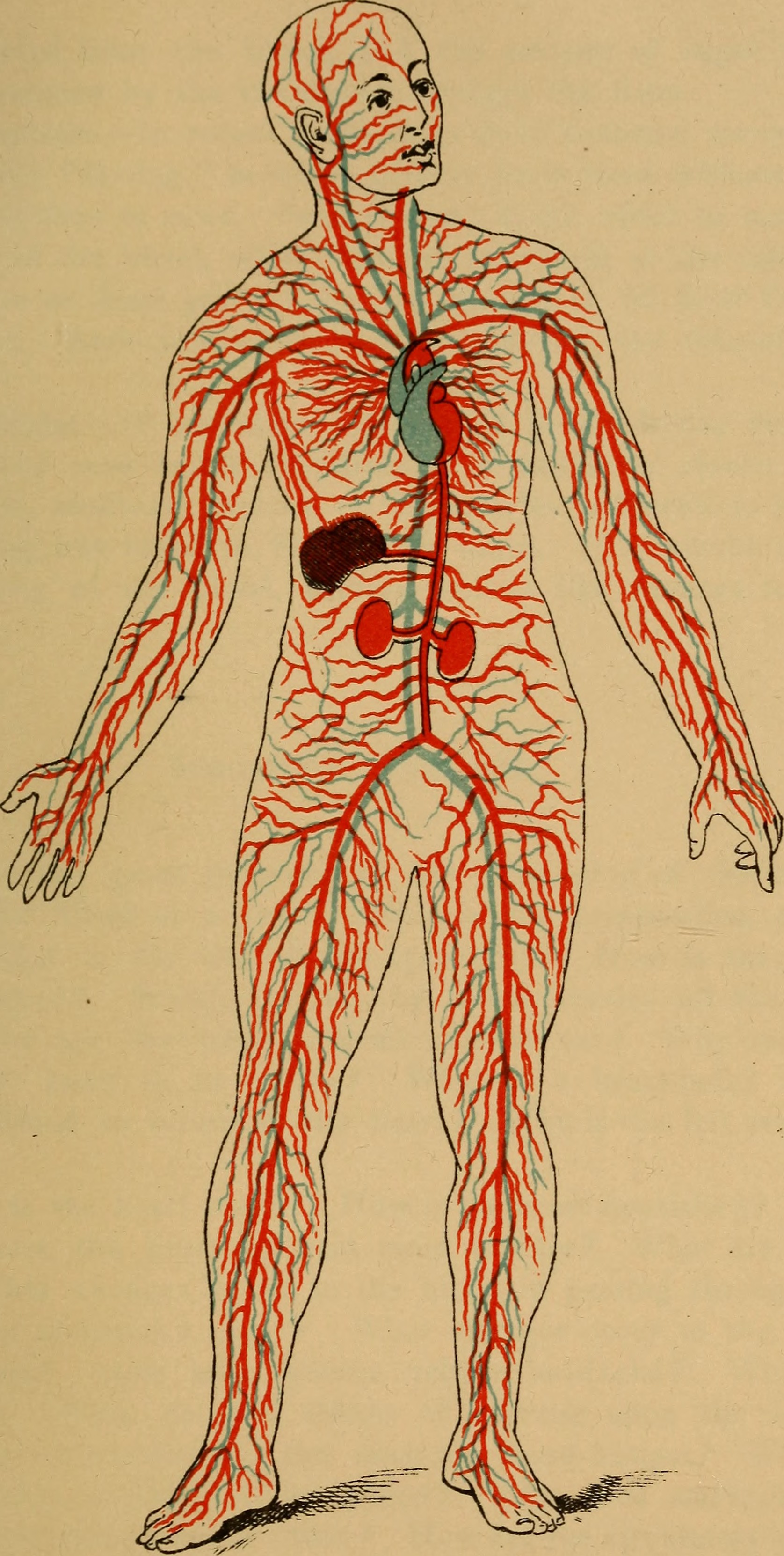 Sugar and Your Heart (image credits: wikimedia)