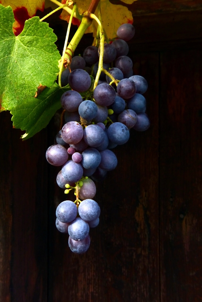 Grapes (Especially Red/Purple): The Wrinkle Fighters (image credits: rawpixel)