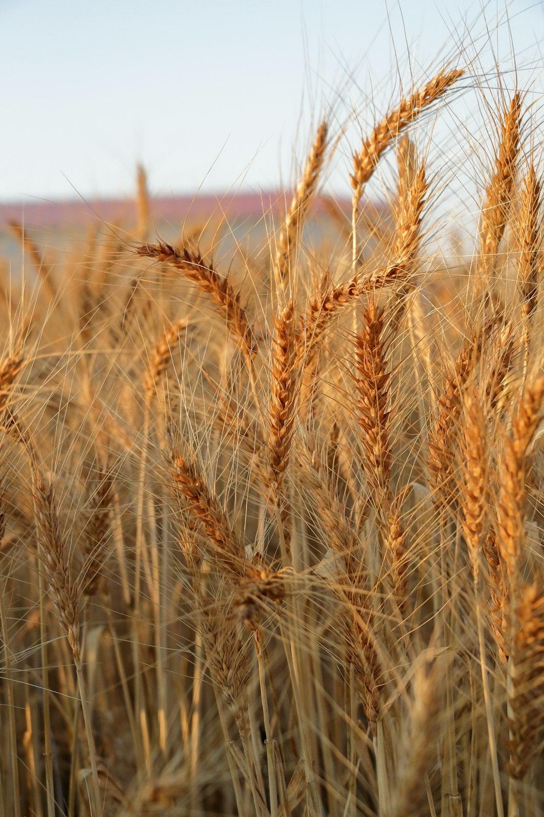 Egypt's Strategic Wheat Investment Continues (Image Credits: Unsplash)