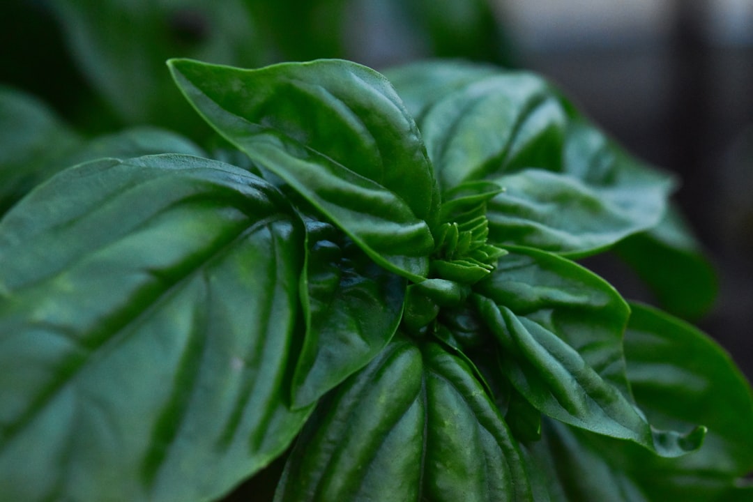 Fresh Basil: A Burst of Green (image credits: unsplash)