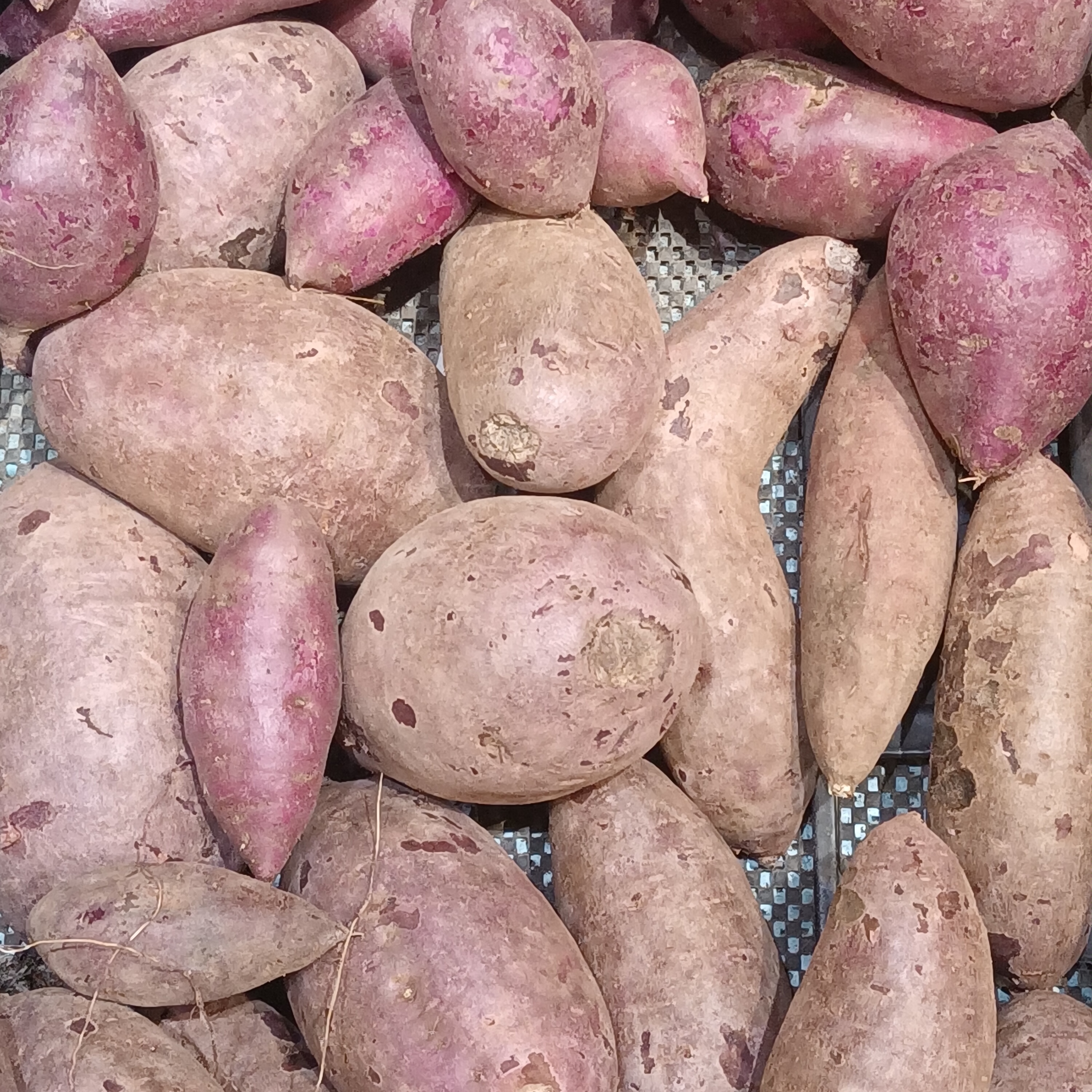 The Sweet Potato That's Actually Sweet on Your Arteries (image credits: wikimedia)