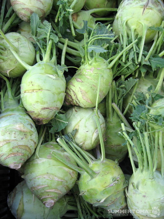Kohlrabi: The Alien-Looking Vegetable Finding New Fans (image credits: flickr)