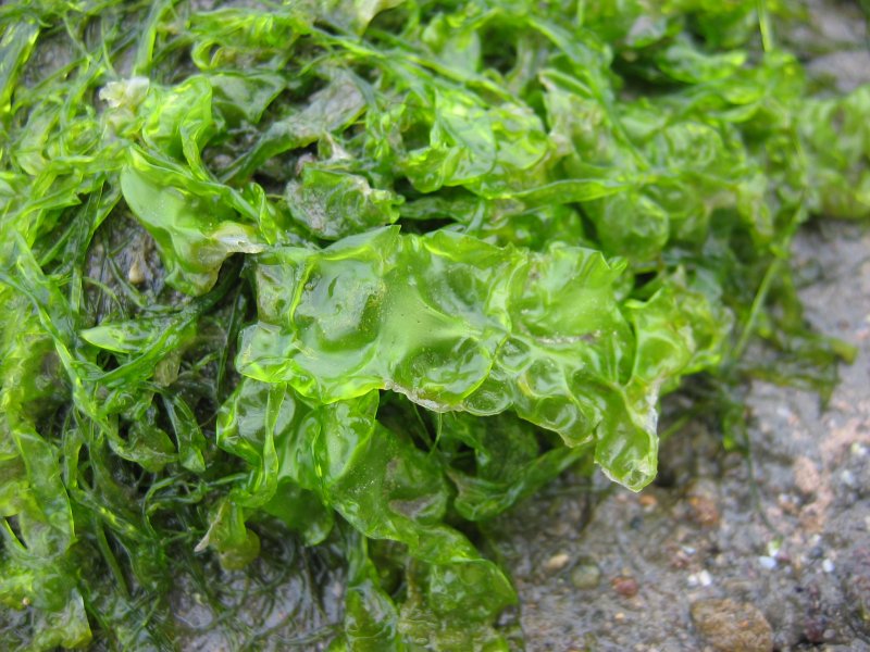 Sea Lettuce: The Verdant Ocean Green (image credits: wikimedia)