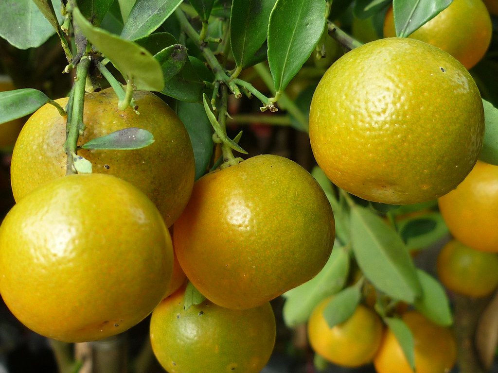 High-Sugar Tropical Fruits: The Blood Sugar Bombers (image credits: flickr)
