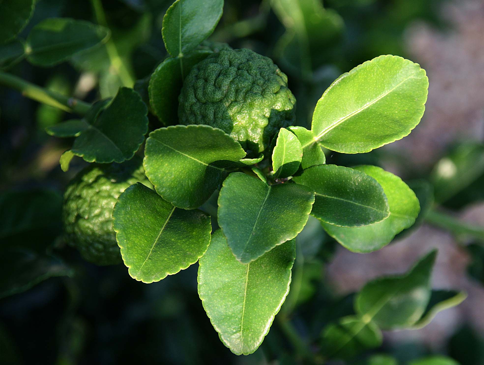 Kaffir Lime Leaves: The Fragrant Enhancer (image credits: wikimedia)