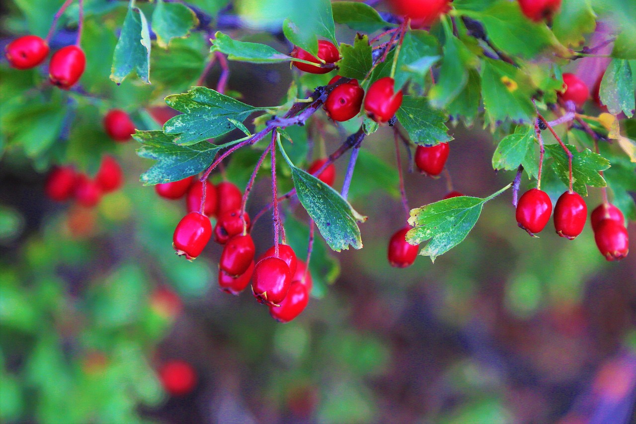 Cranberries: Small but Mighty (image credits: pixabay)