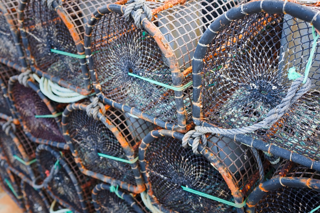 From Fish to SPAM: The Great Food Transformation (image credits: unsplash)