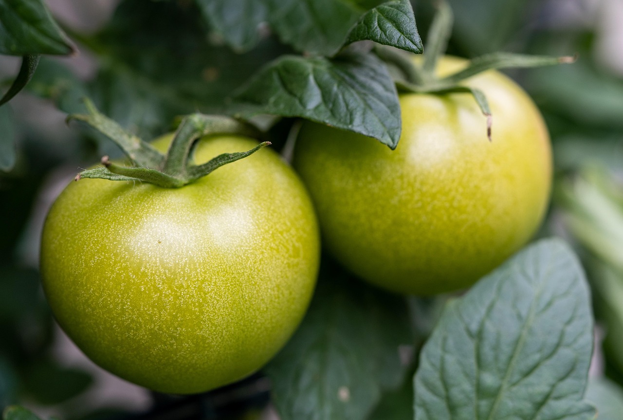 Crispy Fried Green Tomatoes (image credits: pixabay)