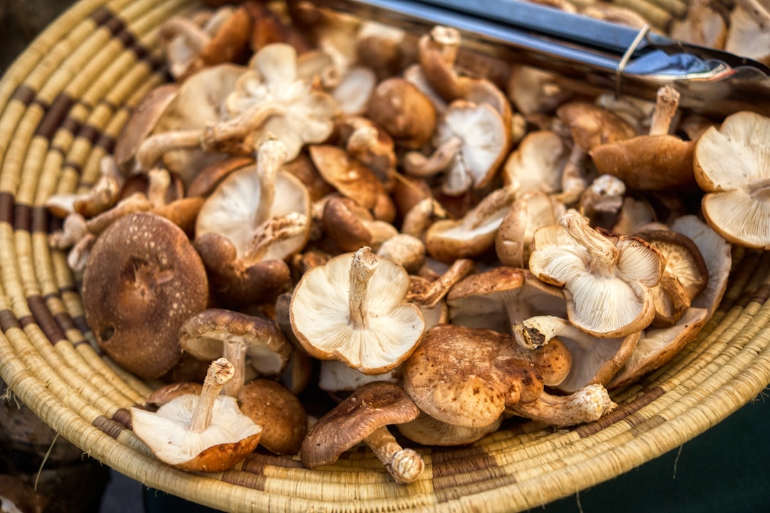 Shiitake Mushrooms (image credits: unsplash)