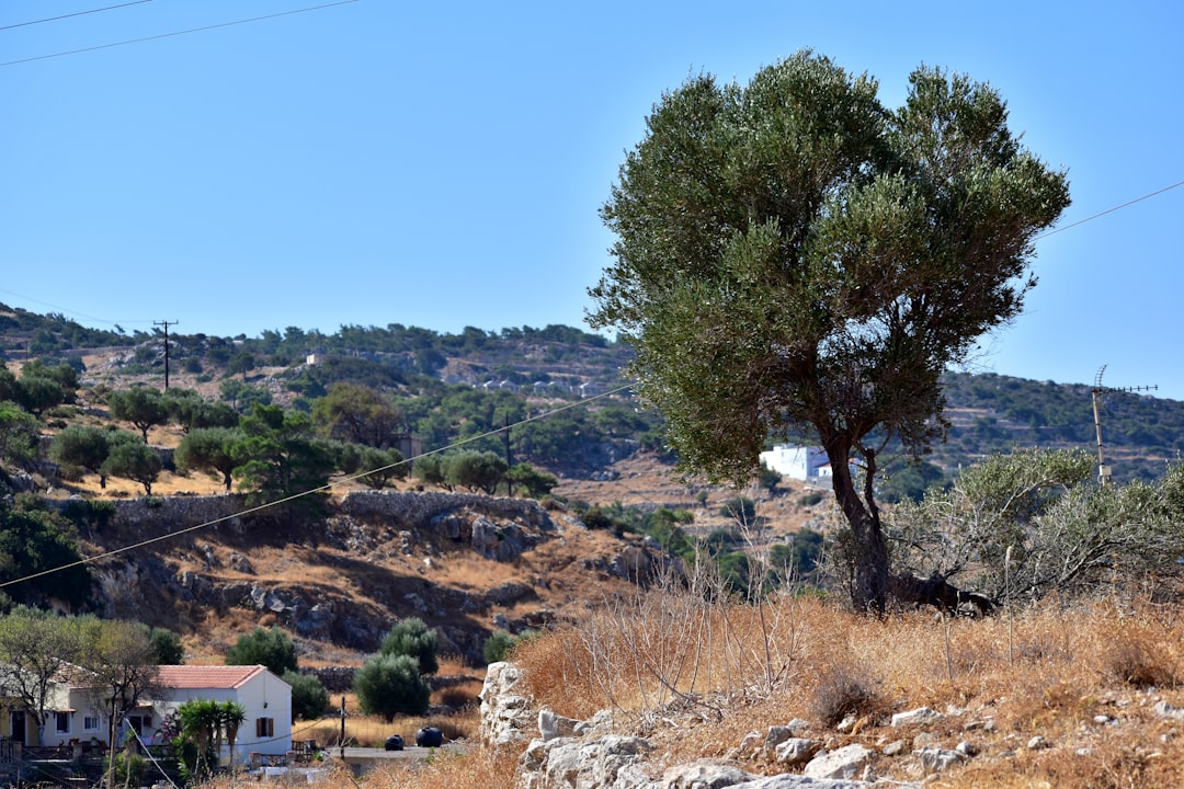 Climate Change Is Threatening Olive Oil Production (image credits: unsplash)