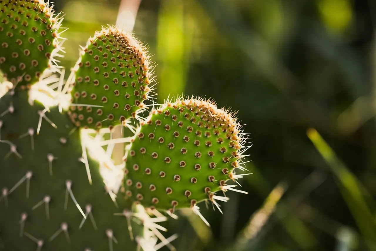 Nopales: The Desert Survivor (Image Credits: Pixabay)
