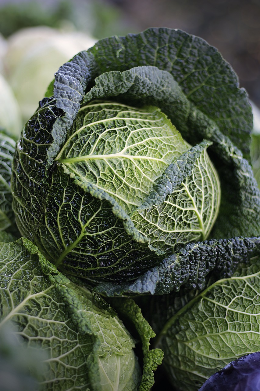 Cabbage: Crunchy and Versatile (image credits: pixabay)