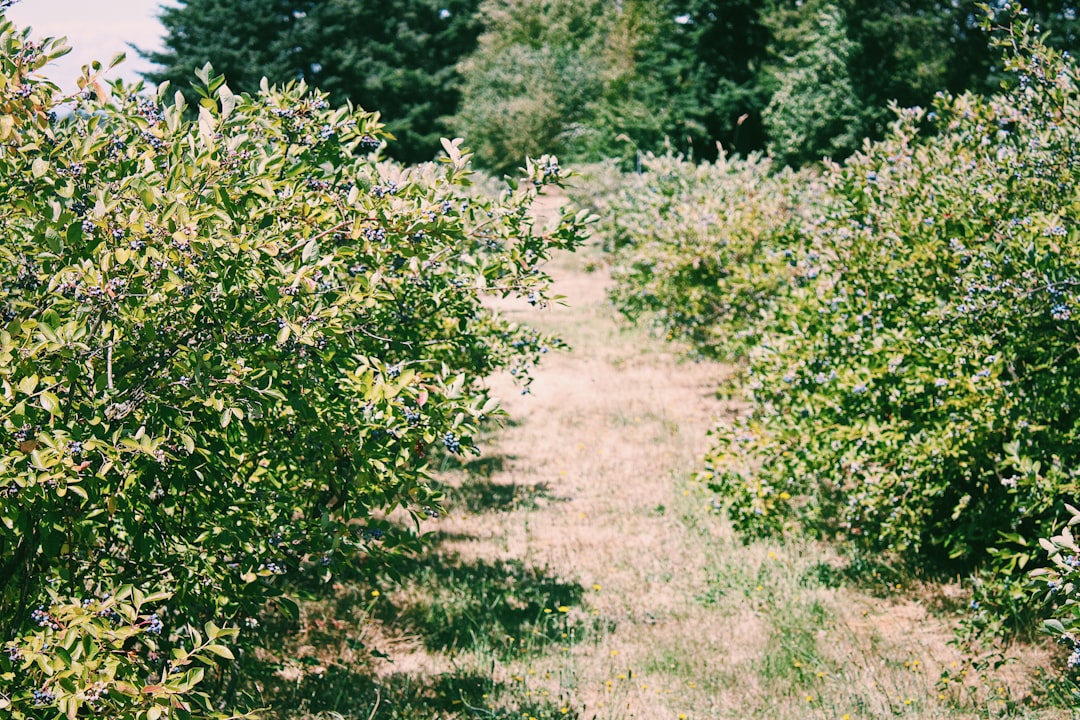 Expansion of Blueberry Farms (image credits: unsplash)