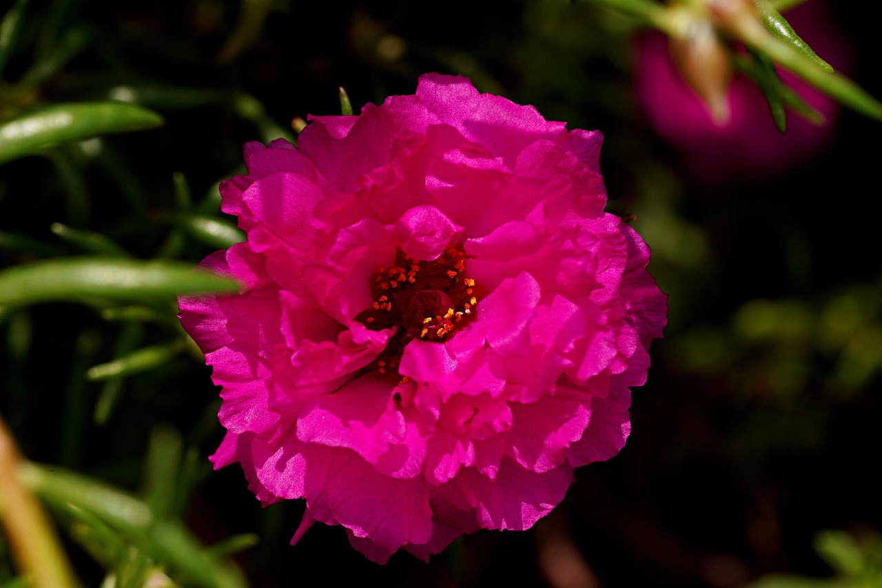 2. Purslane: The Weed That’s Better Than Spinach (image credits: pixabay)