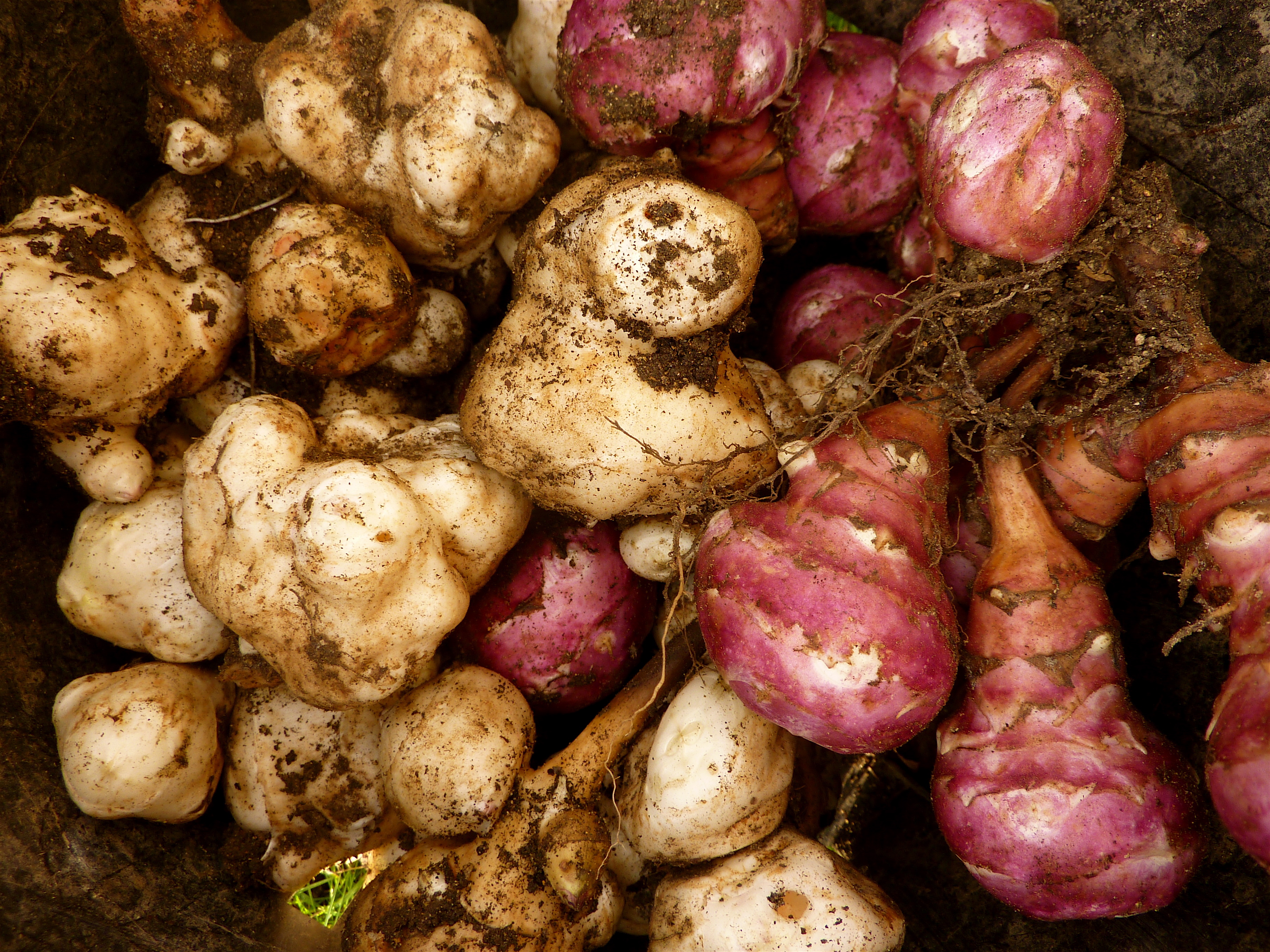 Sunchokes: The Fiber-Rich Root (image credits: wikimedia)