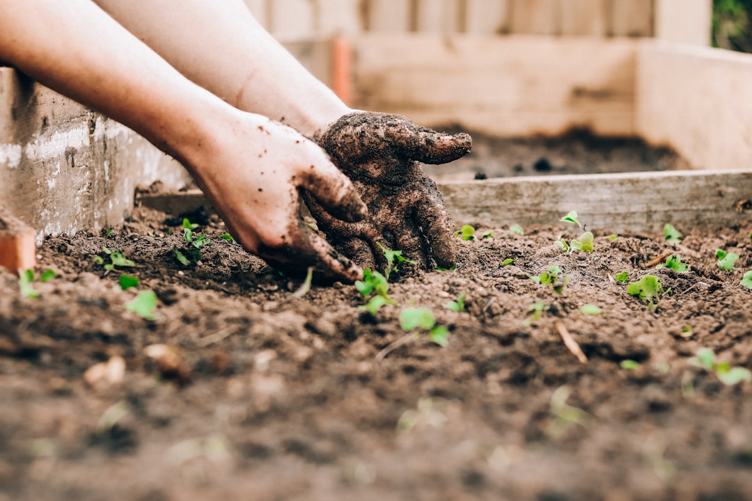 Growing Home Gardens (image credits: unsplash)