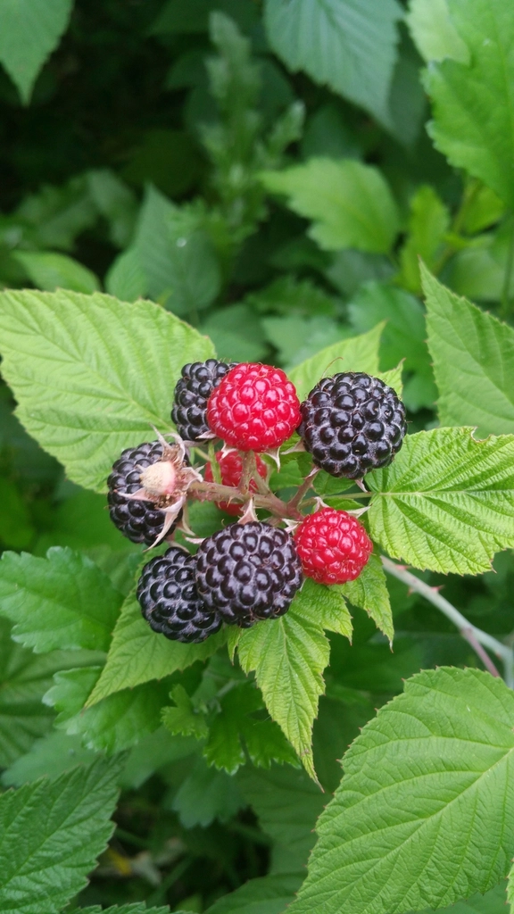 Black Raspberries - The Forgotten Superfruit (image credits: rawpixel)