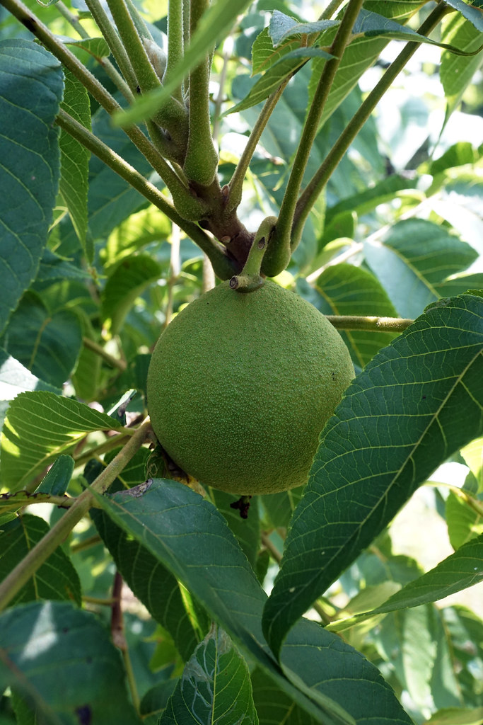 Black Walnut Parts - Nature's Chemical Warfare (image credits: flickr)