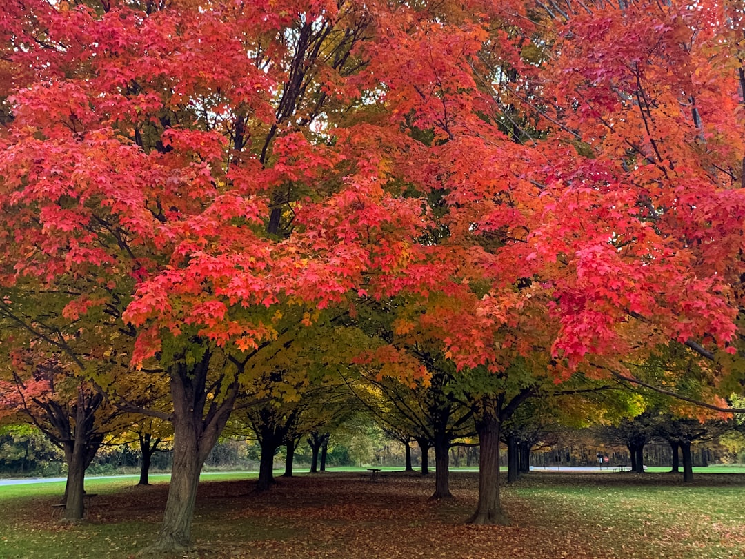 Maple Syrup: Climate Change Taps Out (image credits: unsplash)