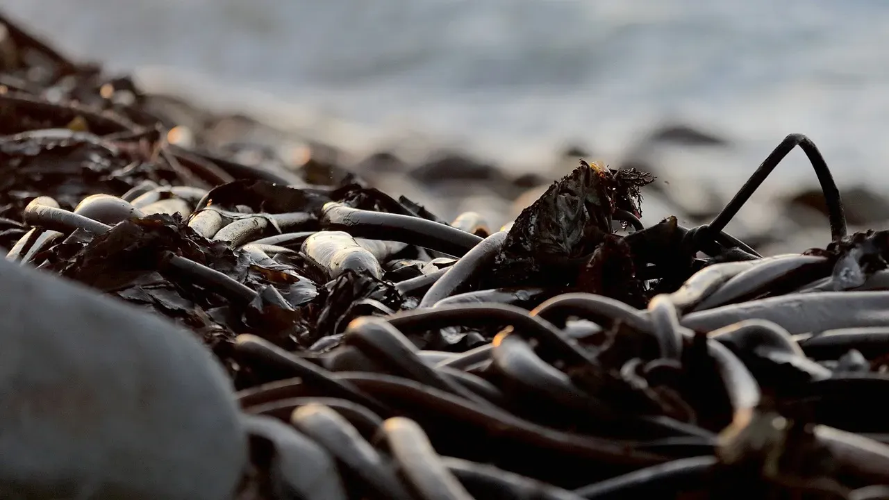 Ingredient #8: Kombu (Kelp) - The Original Umami Discovery (Image Credits: Pixabay)