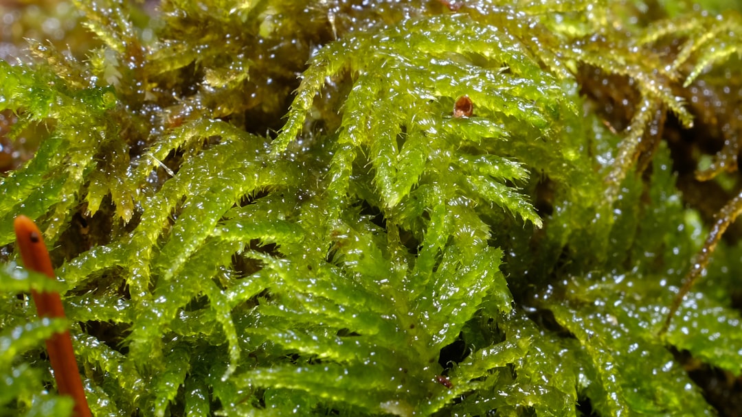 May Help Control Cholesterol (image credits: unsplash)