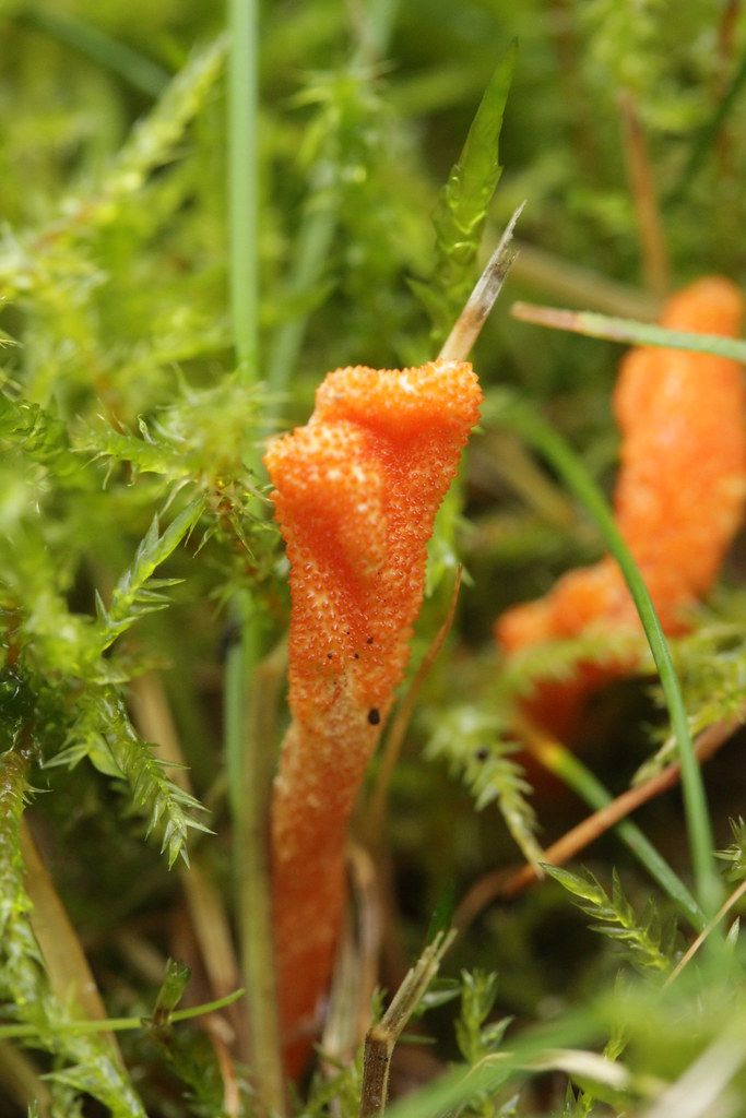 Cordyceps - The Energy Booster (image credits: flickr)
