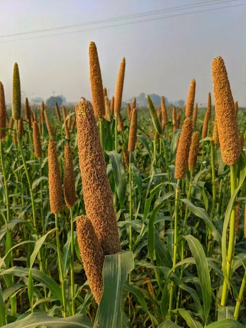 Millet: 7,000 Years of Cultivation and Counting (Image Credits: Pexels)
