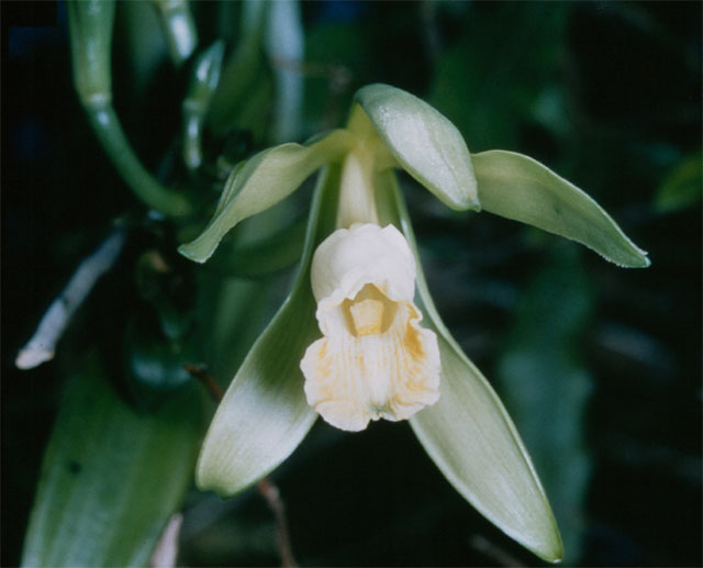The Sacred Beginnings of a Divine Orchid (image credits: Public domain, https://commons.wikimedia.org/w/index.php?curid=236915)