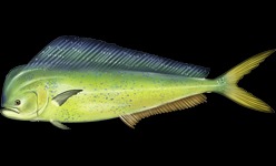 Mahi-Mahi – The Tropical Escape (image credits: wikimedia)