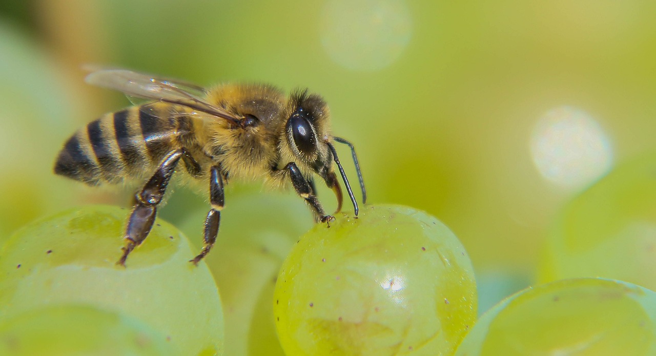 Grapes - The Bite-Sized Sugar Trap (image credits: pixabay)