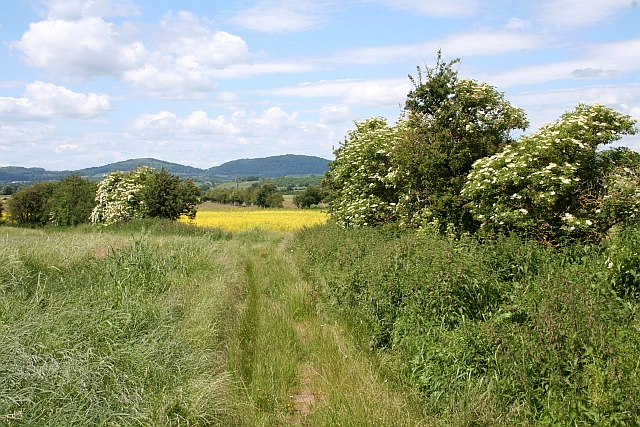 Growing and Harvesting Elderflower (image credits: wikimedia)