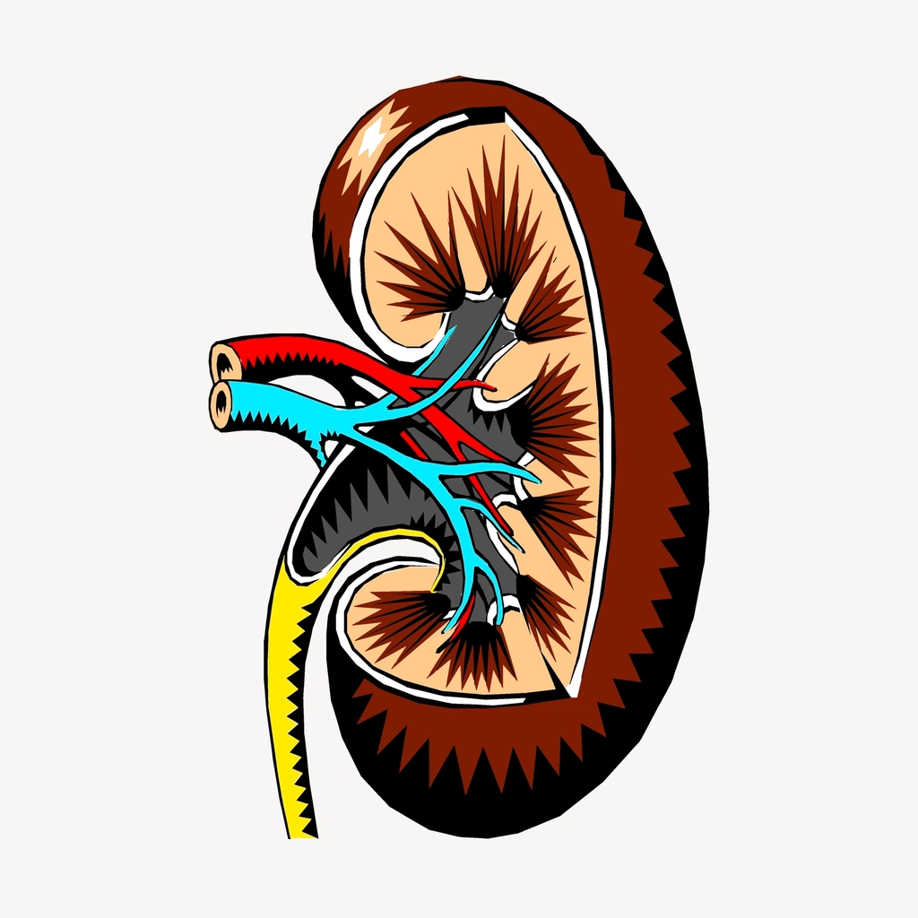 Understanding Protein’s Hidden Toll on Kidneys (image credits: rawpixel)