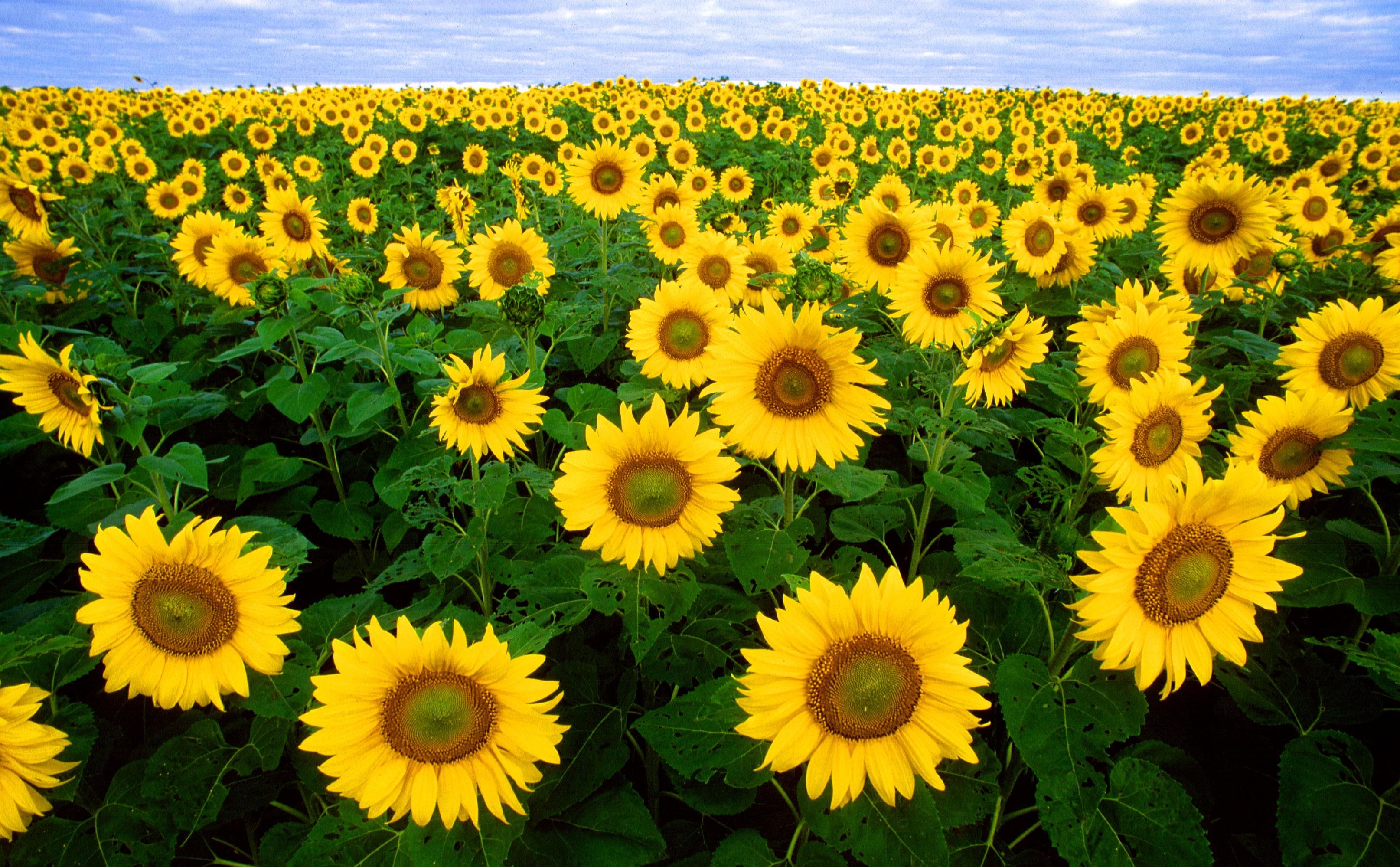 Sunflower Oil Shines in the Dakotas (image credits: wikimedia)