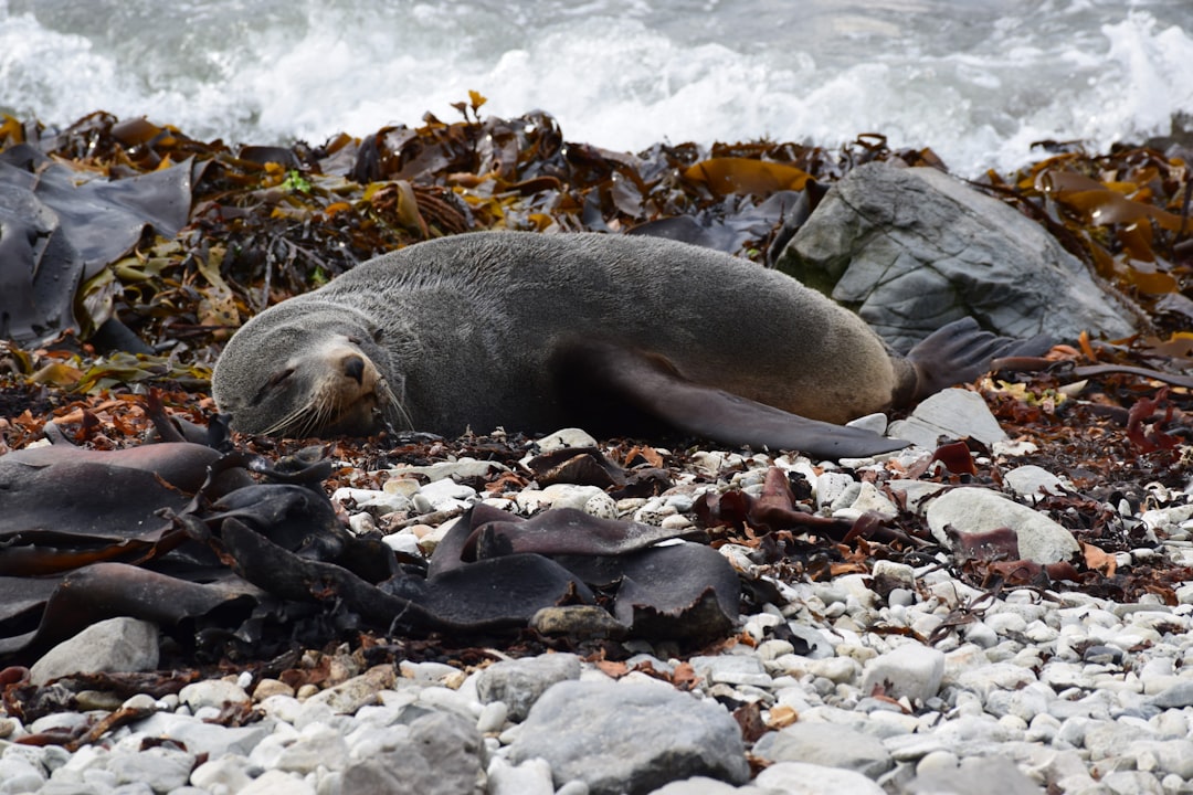 Seaweed: The Ocean’s Secret Superfood (image credits: unsplash)