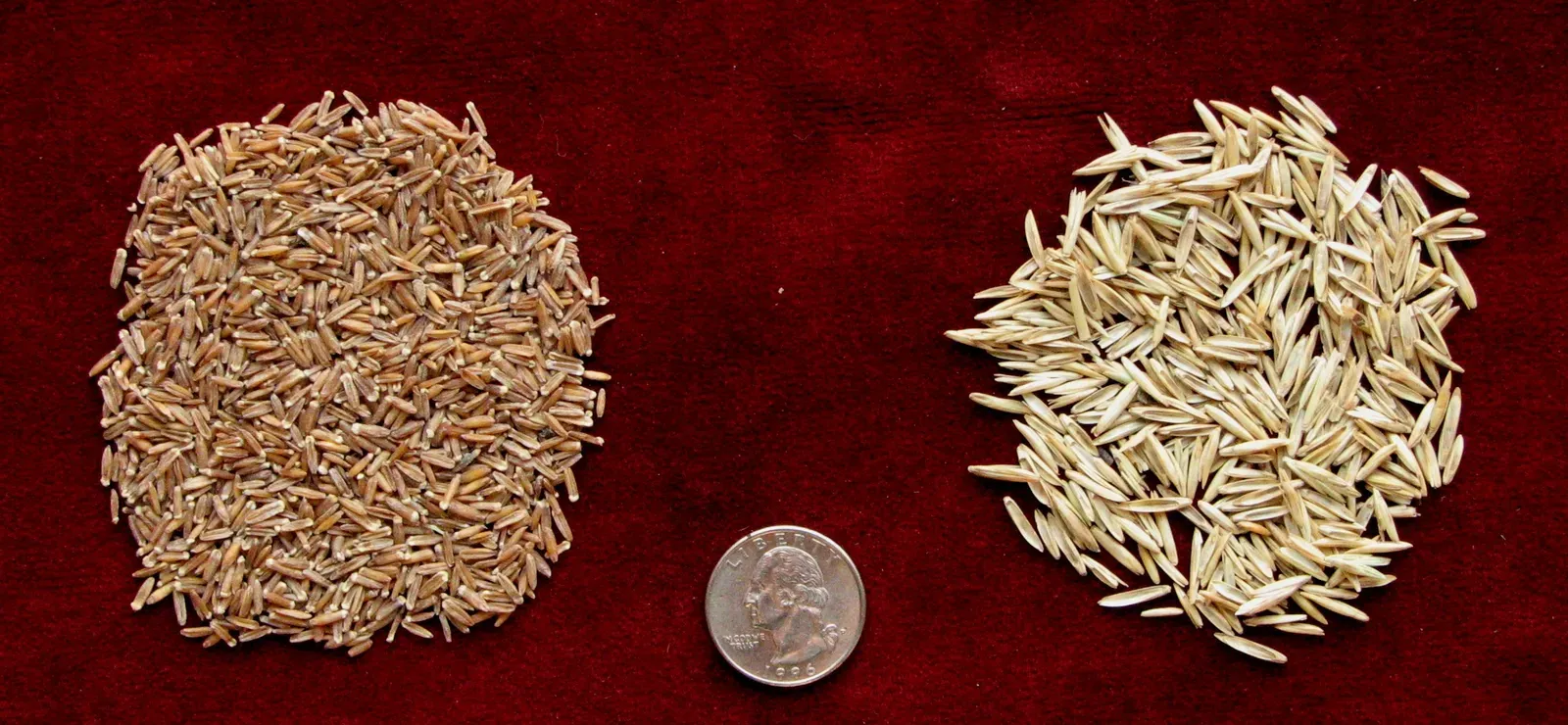 Wheatgrass: The Shot Heard Round the Juice Bar (Image Credits: Wikimedia)