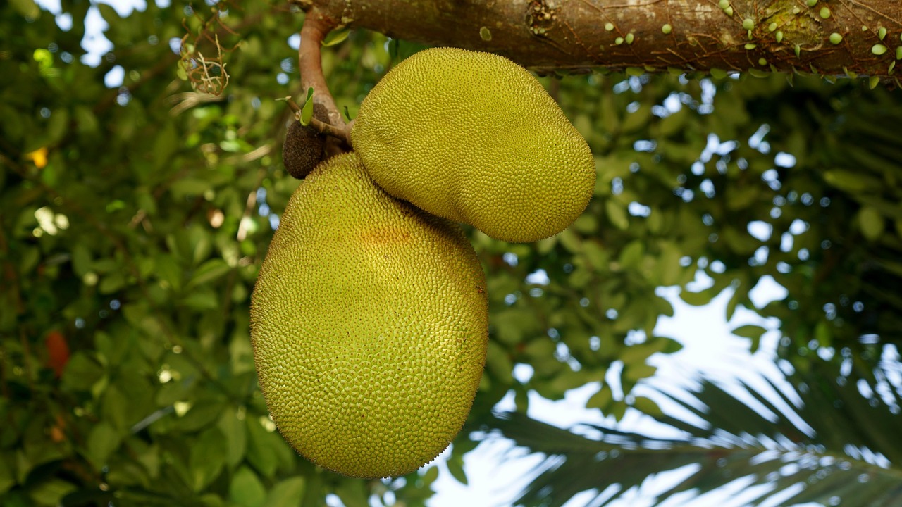 Jackfruit (image credits: pixabay)