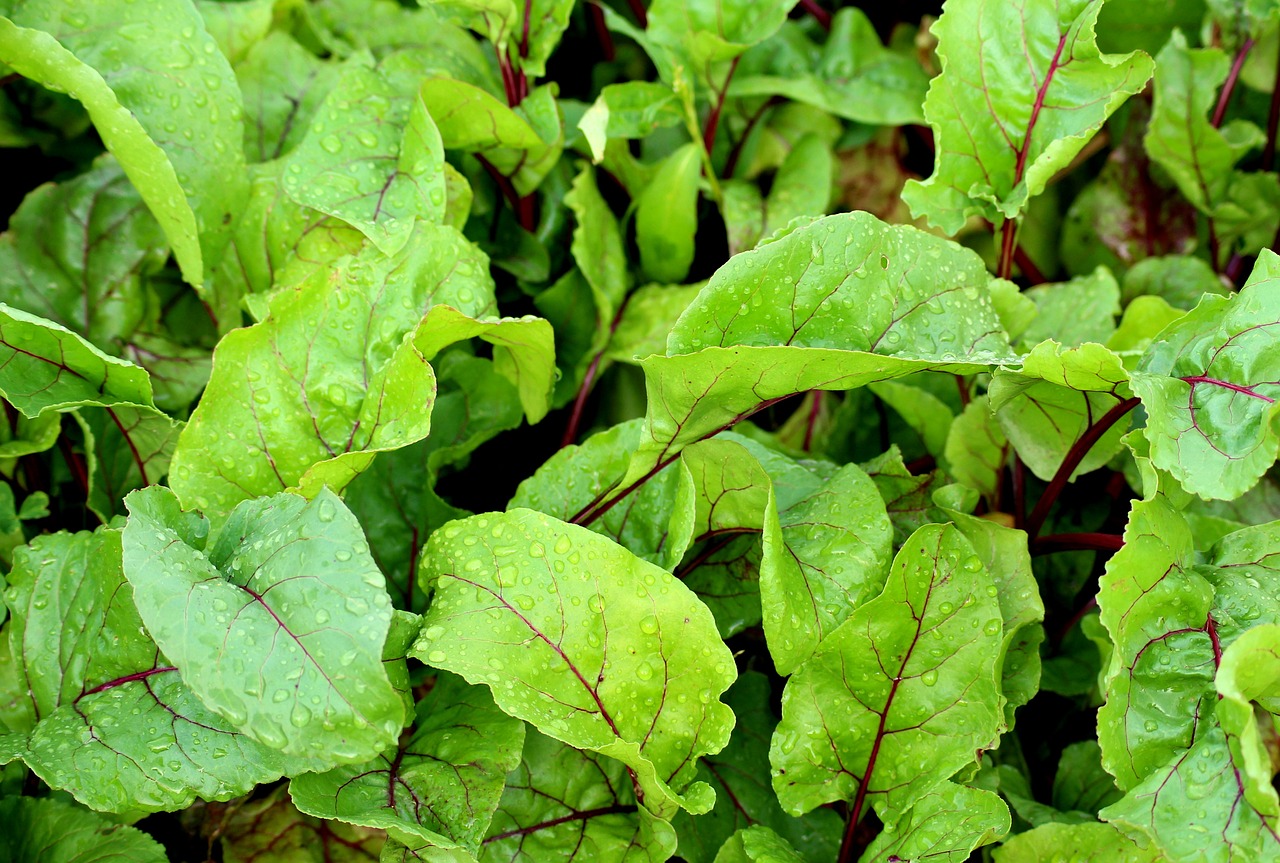 Beet Greens Beat the Competition (image credits: pixabay)