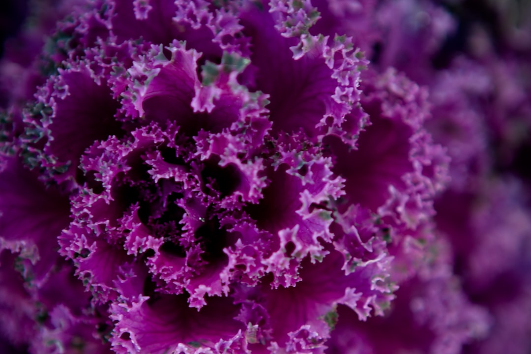 Purple Cabbage (Gut-Healing Superstar) (image credits: unsplash)